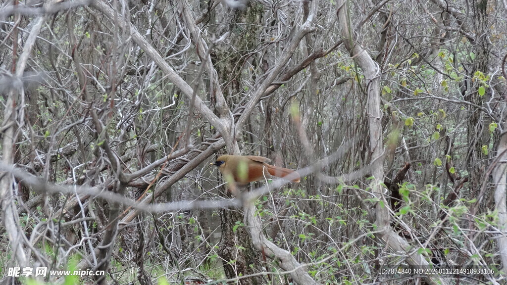 林间隐匿的小鸟