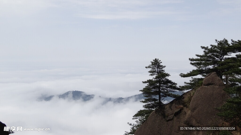 山巅云海间的挺拔松树