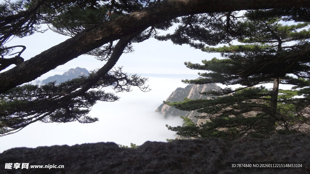 透过树枝望天空景色