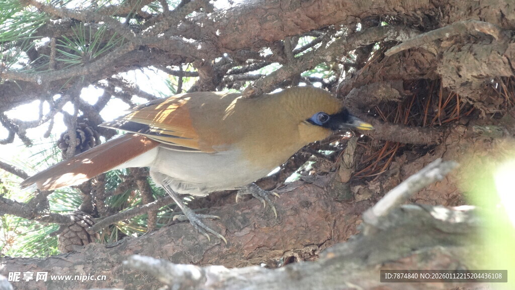 枝头栖息的多彩小鸟