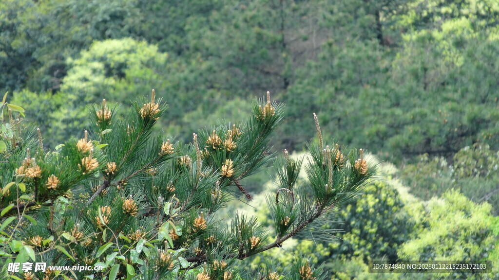 山林间绿意盎然的植物景观