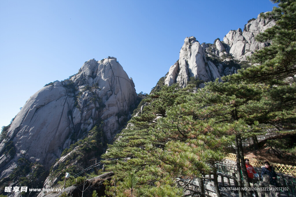 巍峨山峰间的翠绿松树