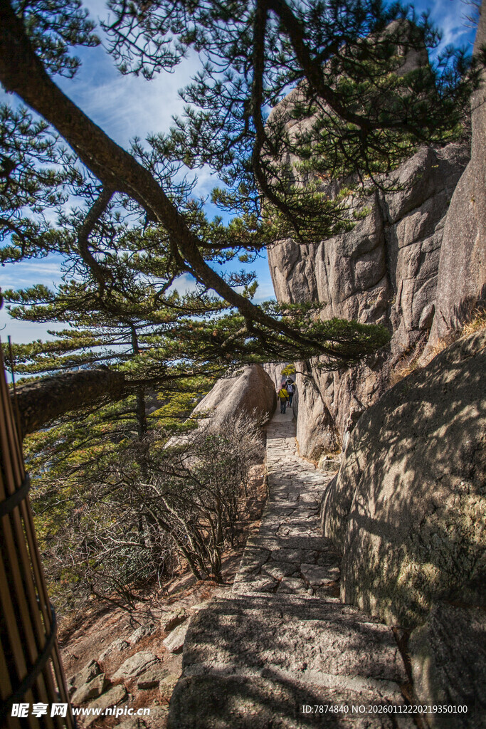 山间松影下的清幽小径