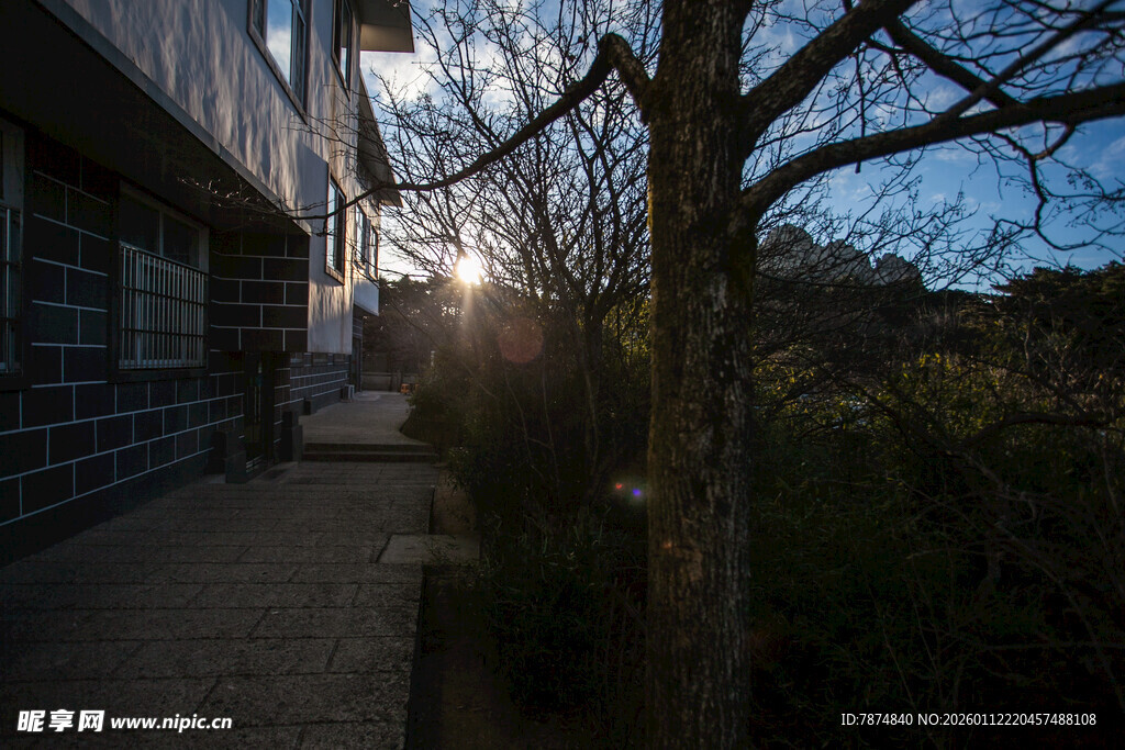 夕阳下的街道与光秃树木