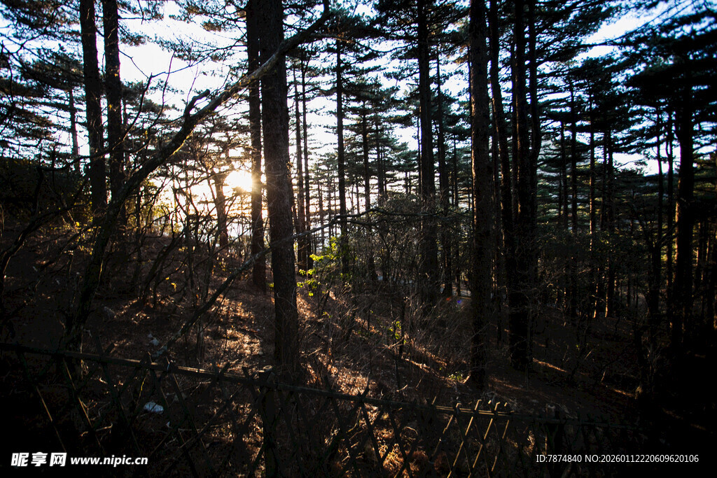 阳光穿透树林的静谧美景