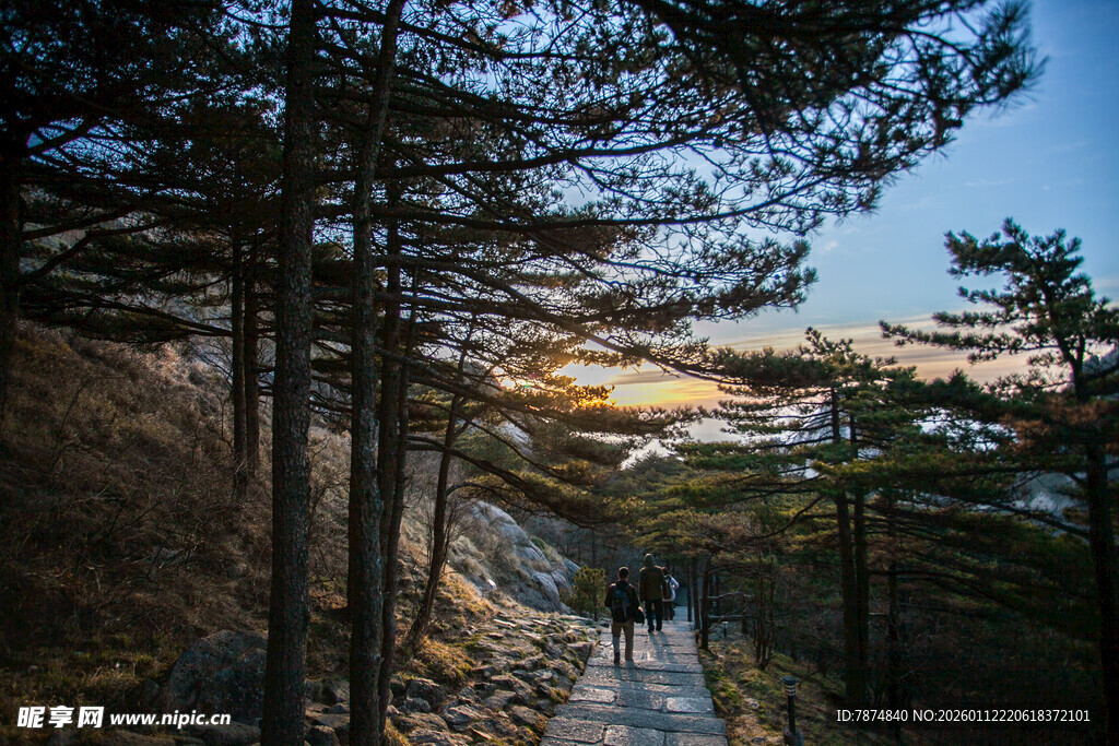 林间小道的美丽自然景色