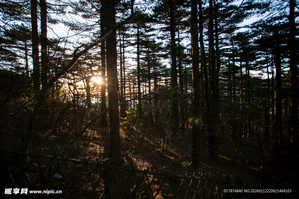 林间日出美景