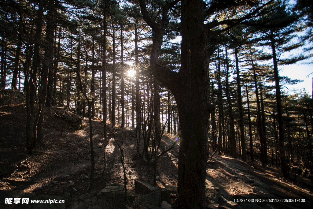 林间阳光洒落的静谧美景