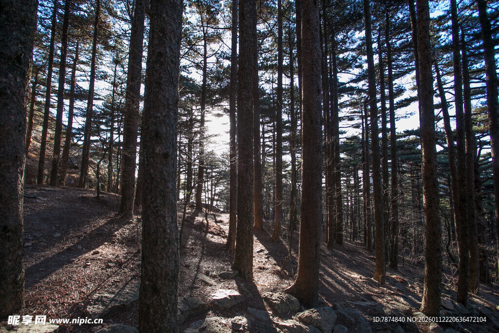 阳光洒落的静谧松树林