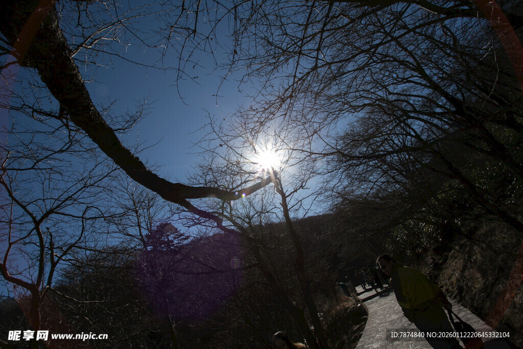 冬日林间阳光穿透树枝