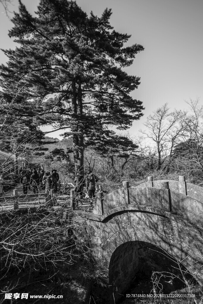 黑白森林中的孤独松树