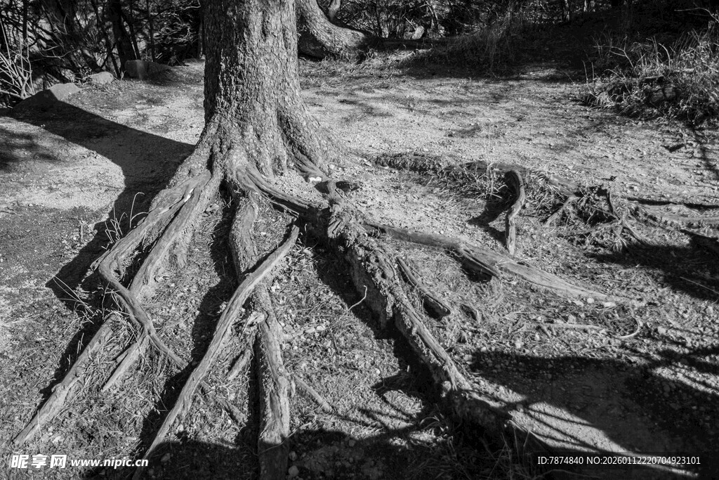 盘根错节的古老树根