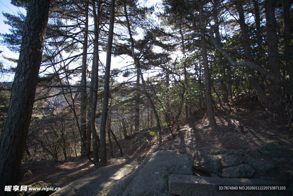林间小径 静谧自然之景
