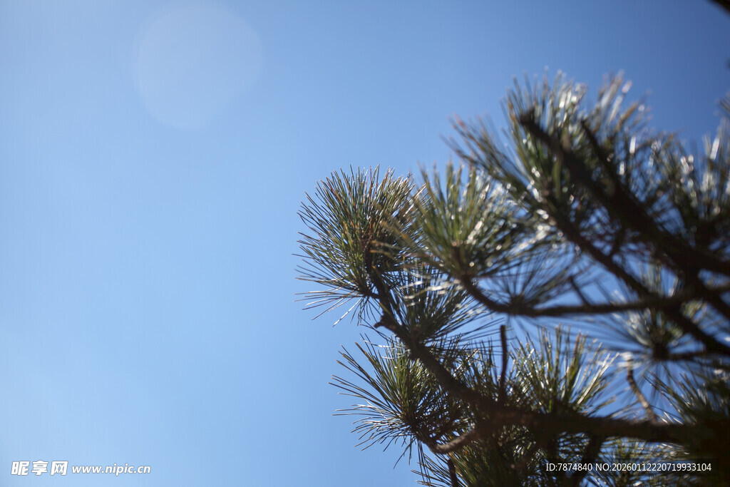 蓝天映衬下的松树梢