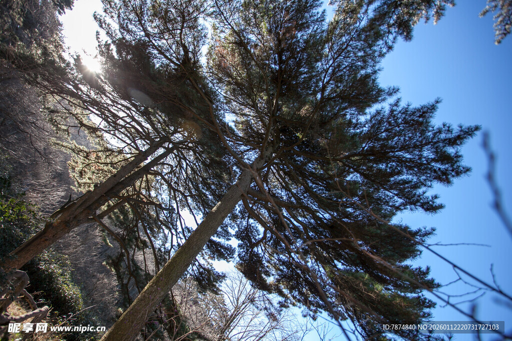 山林间挺拔的树木景观