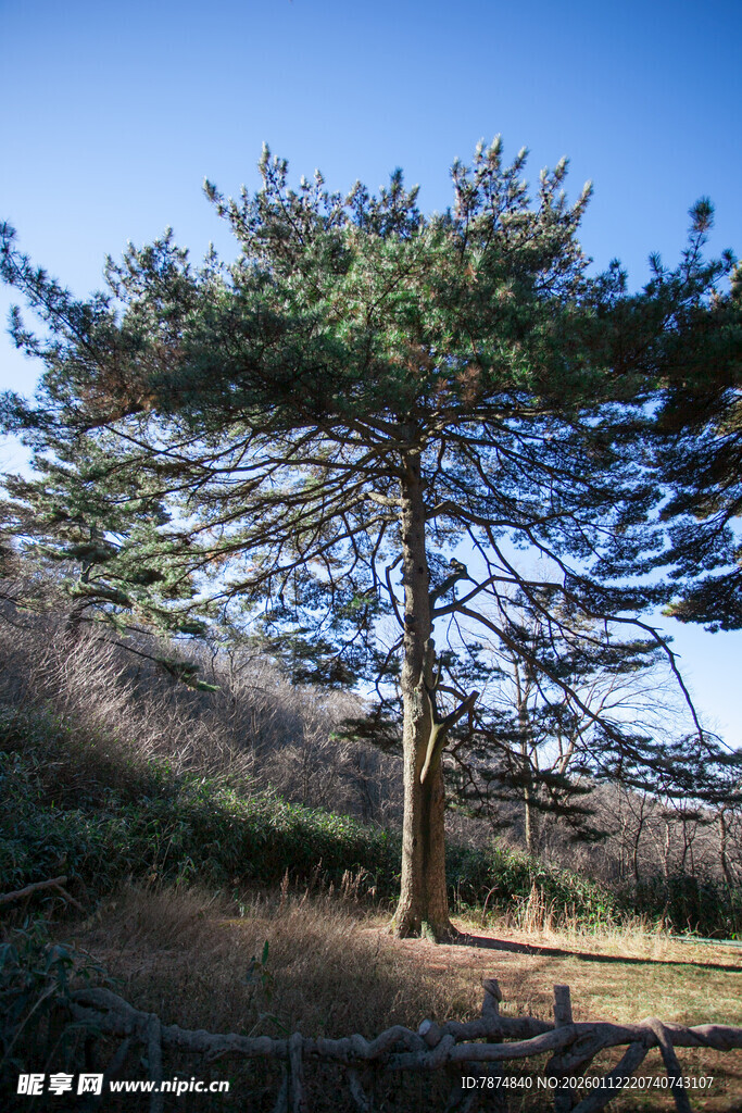 挺拔松树于开阔户外场景
