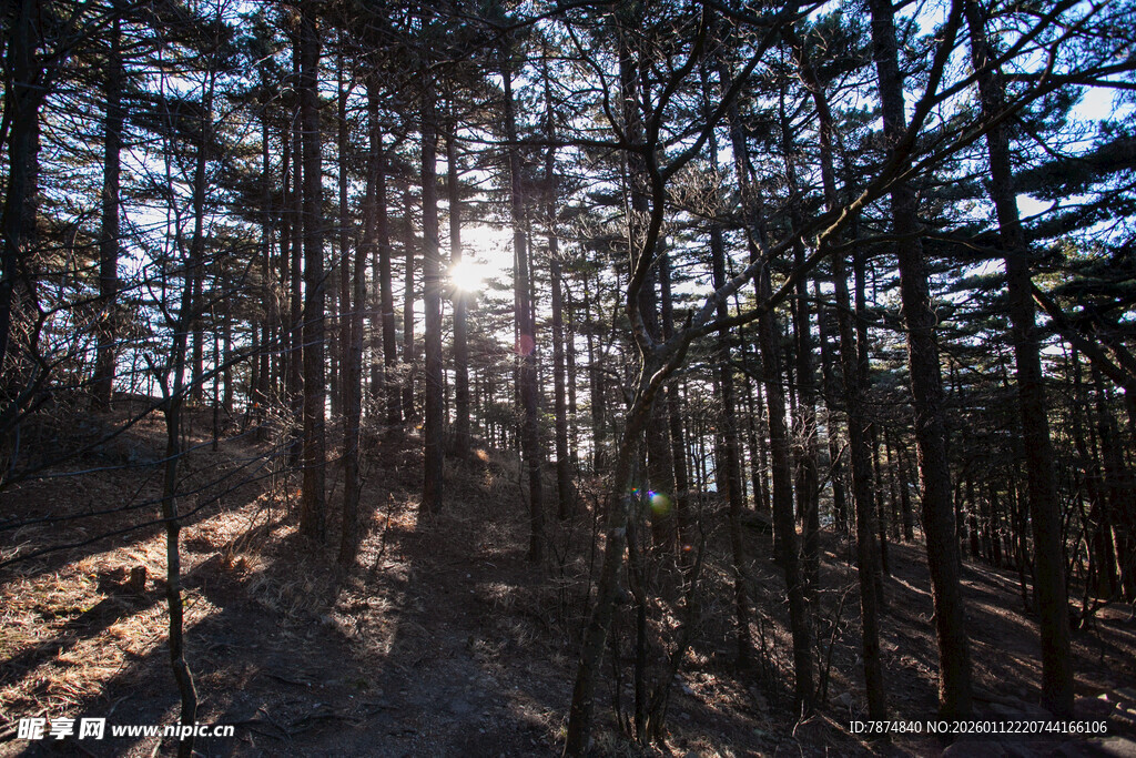 阳光洒落林间的静谧美景