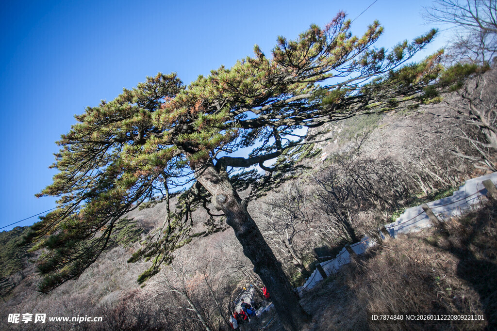 峭壁上的苍松