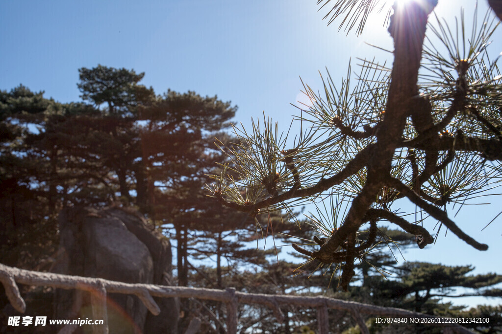 阳光下的松树林景观