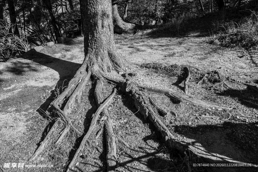盘根错节的树根特写