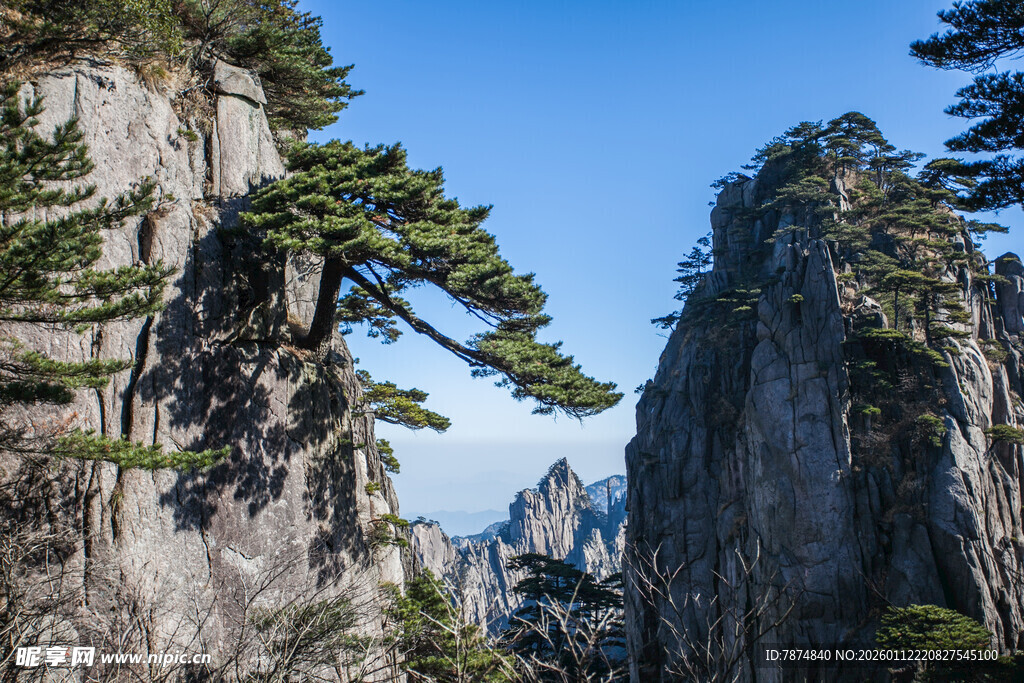 黄山奇峰上的壮美松树