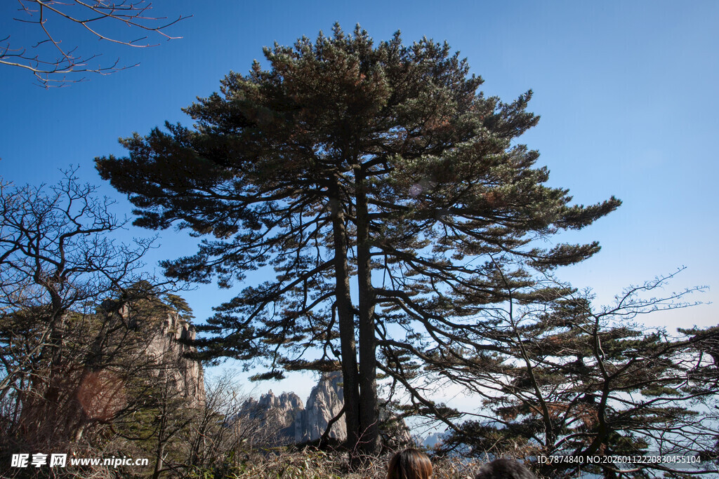挺拔松树傲立蓝天之下
