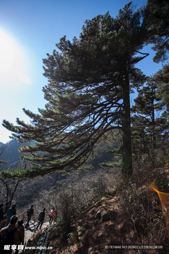 山林松景 自然清新之貌