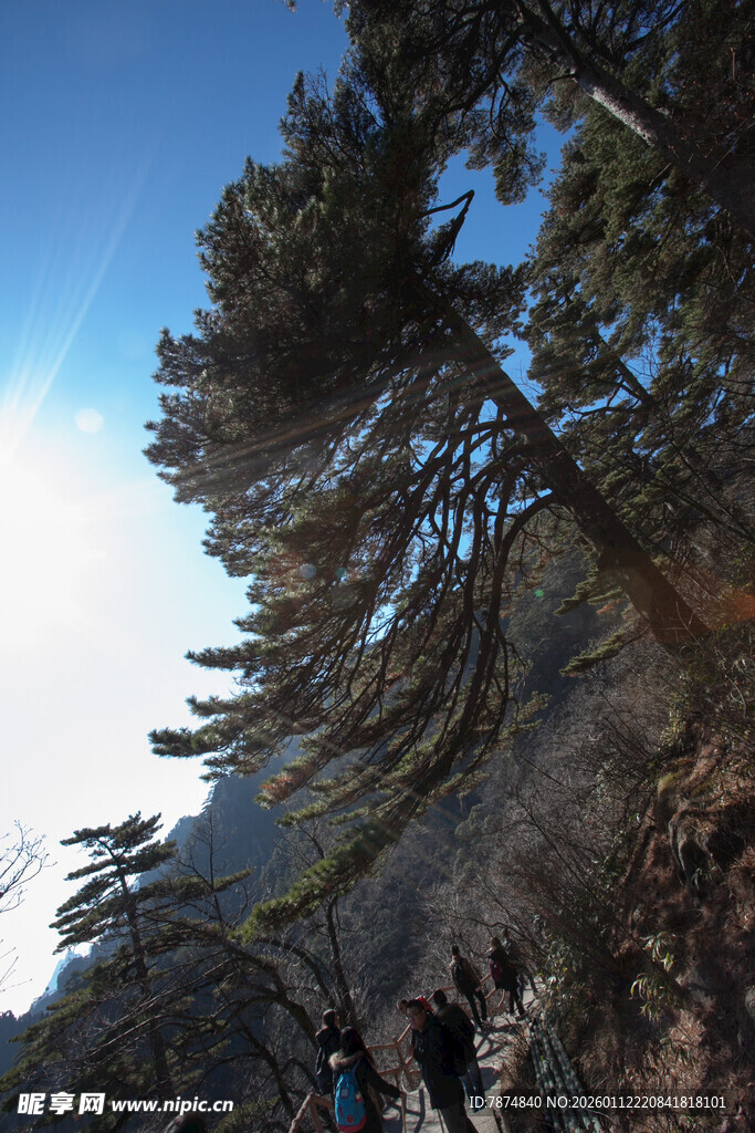 山间徒步的松林美景