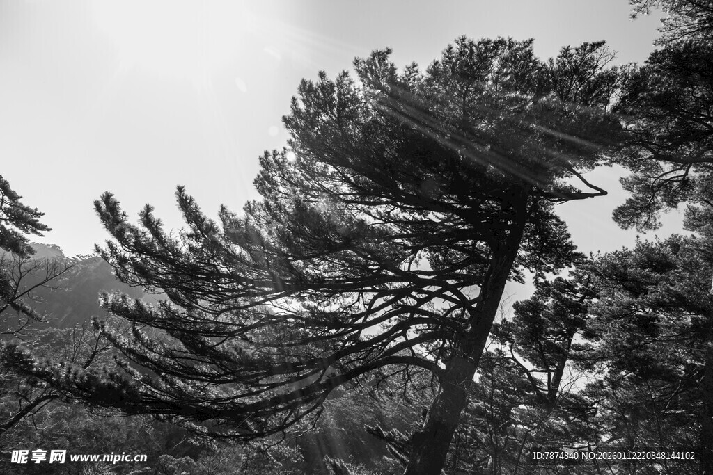 倾斜松树 展现自然力量