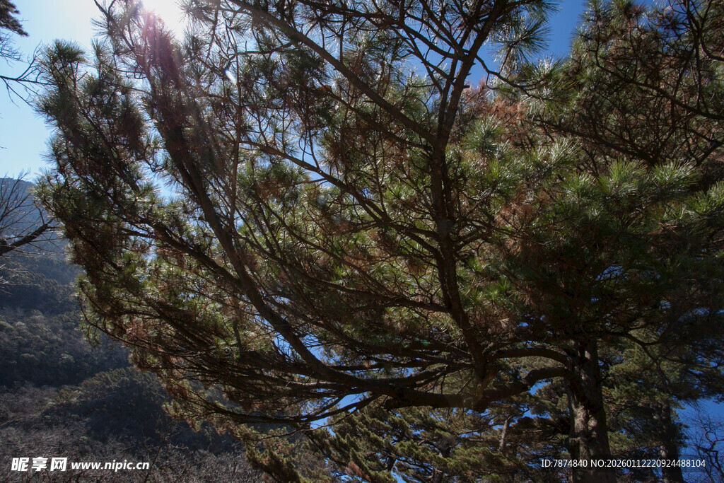 阳光下的松树枝叶