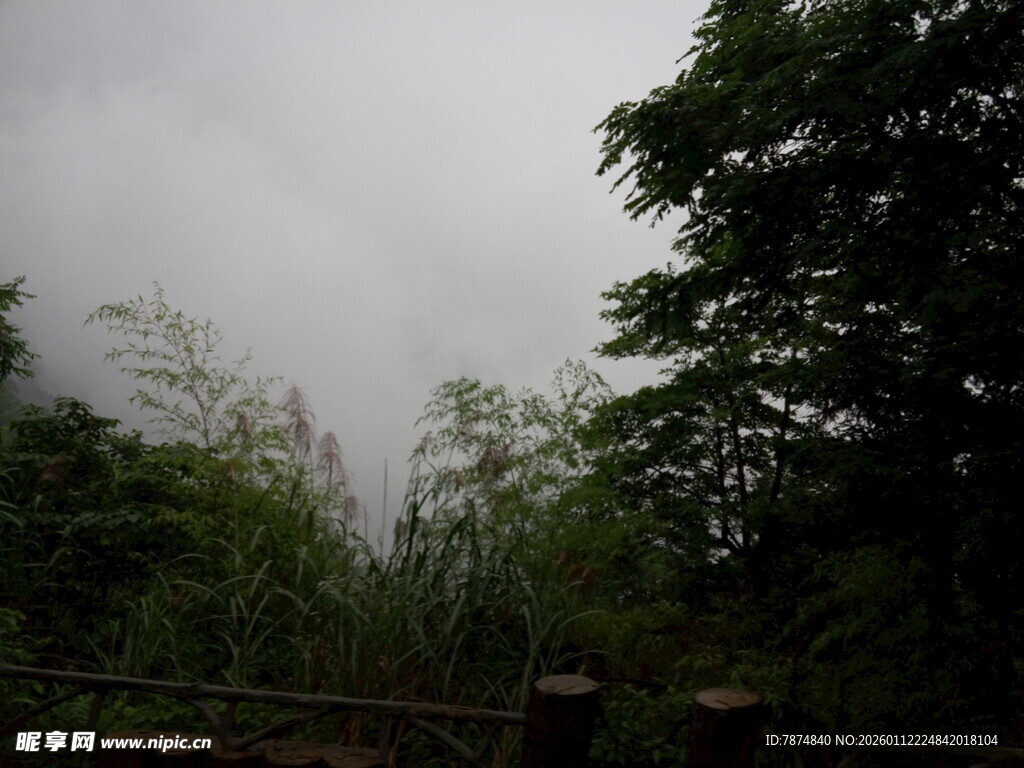 云雾缭绕的山林景致