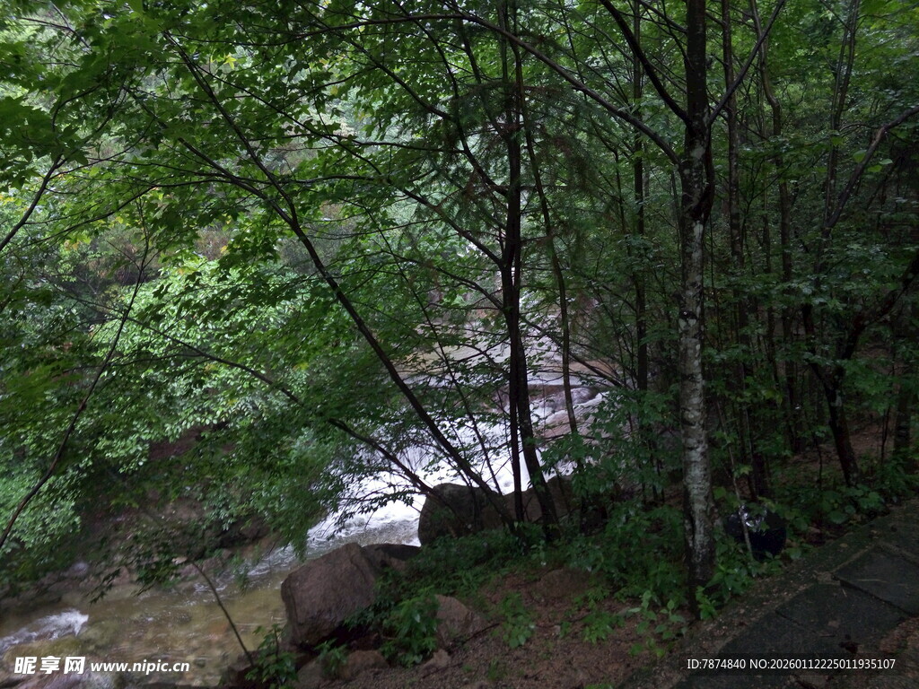 林间溪流 静谧自然之景