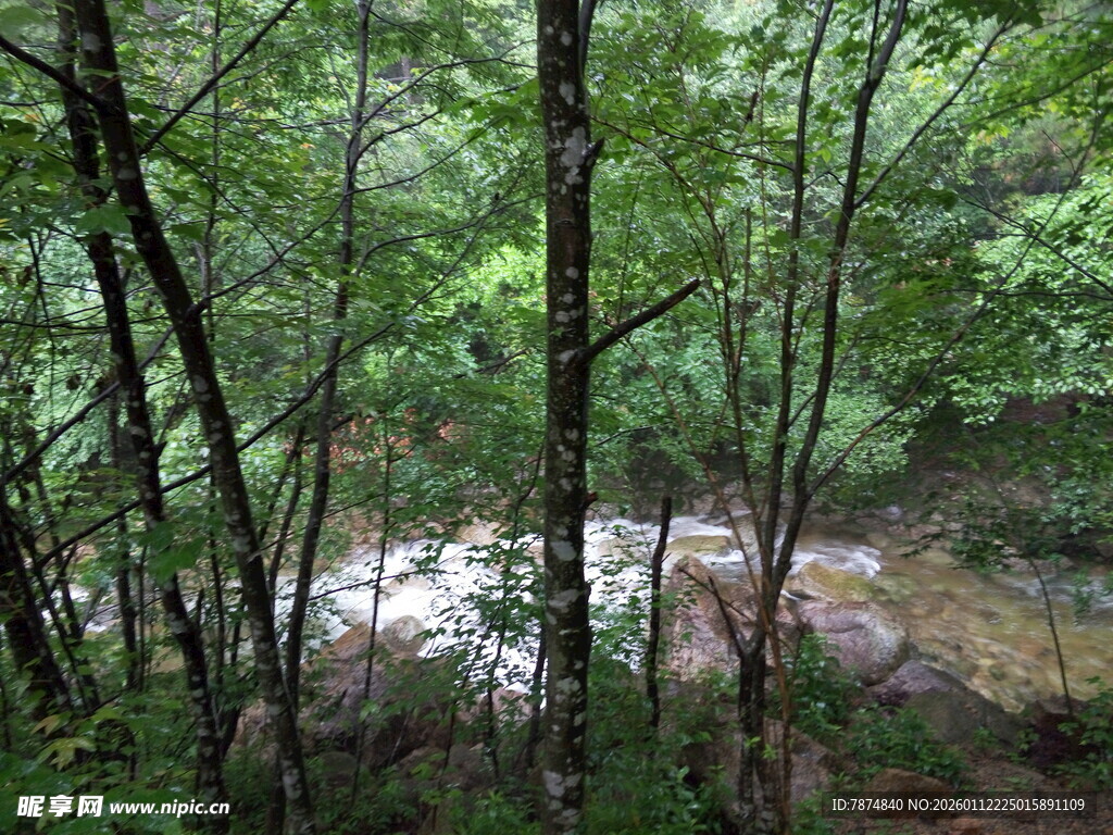 林间溪流 绿意盎然的景致