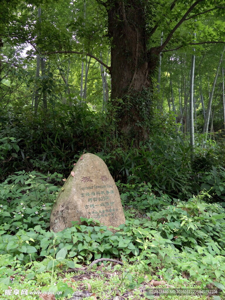 林间石碑被绿植环绕