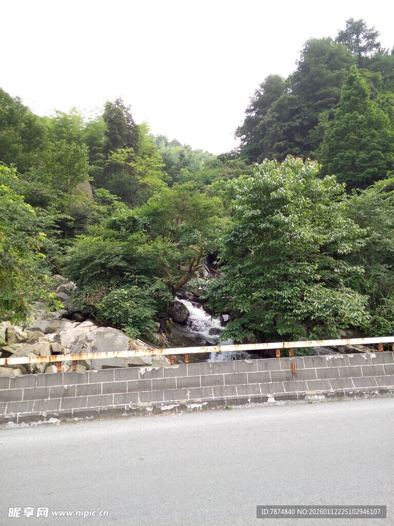 山间溪流旁的繁茂树林