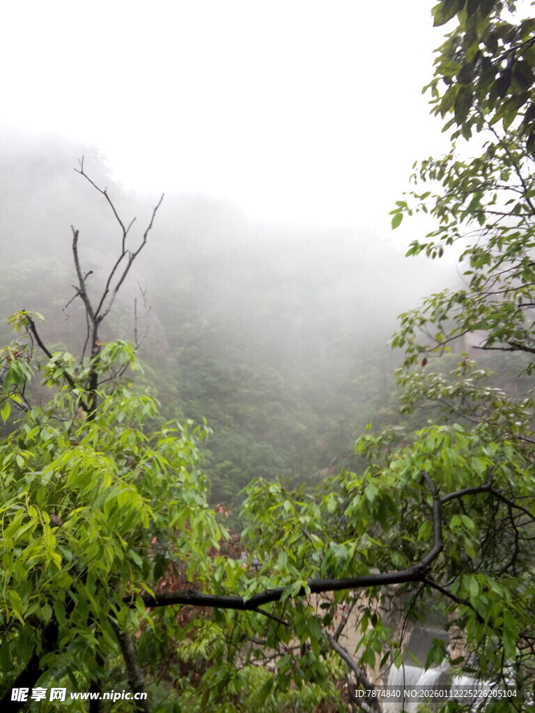 雾中山林绿意盎然