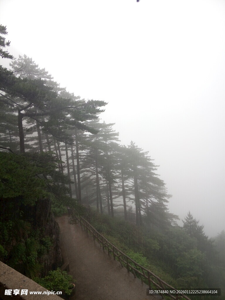 雾中蜿蜒山路 林木相伴