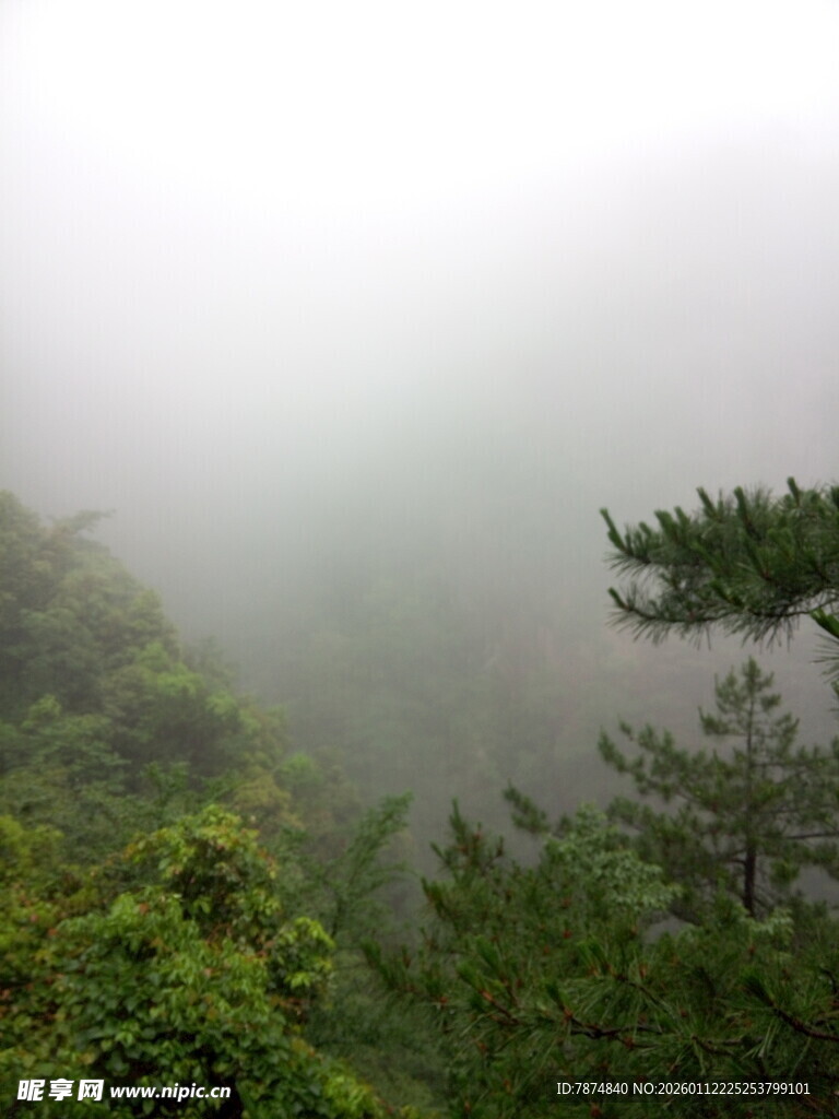雾中葱郁山林景色