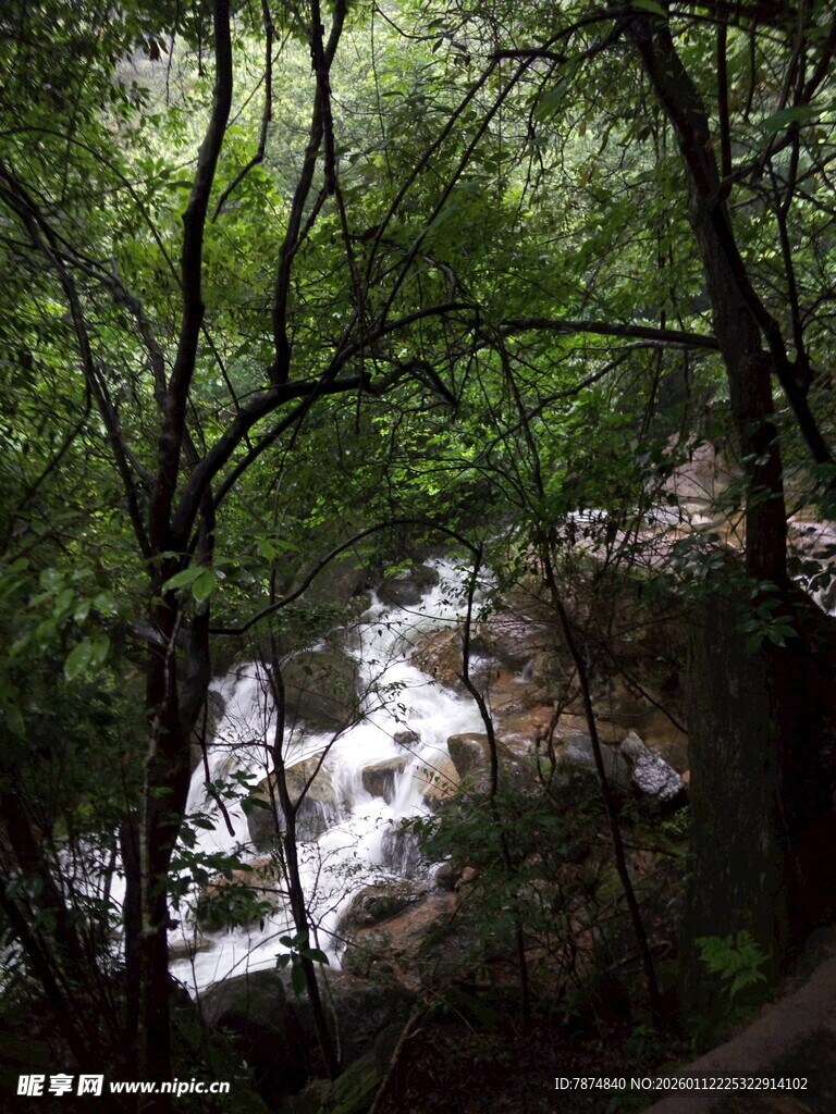 林间溪流 绿意盎然的景致