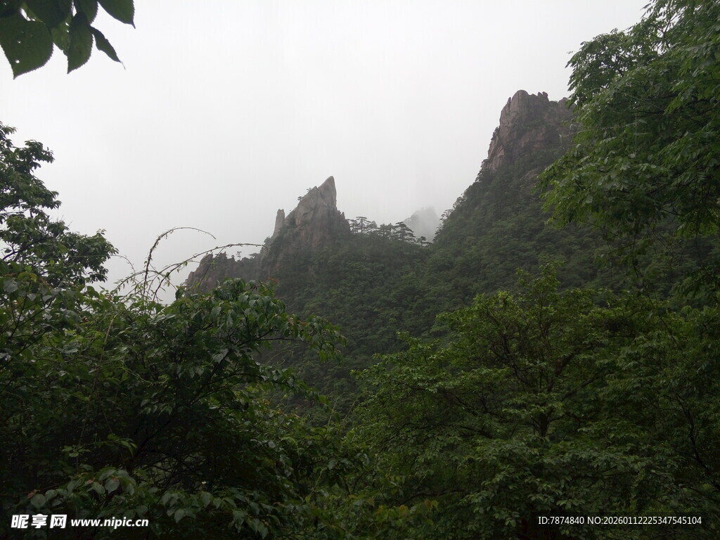 云雾缭绕的山林景致