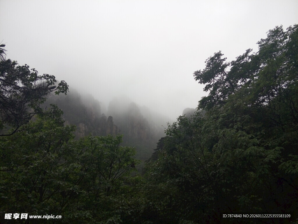 雾中葱郁山林景色