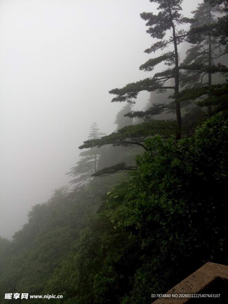 云雾缭绕的山林景致