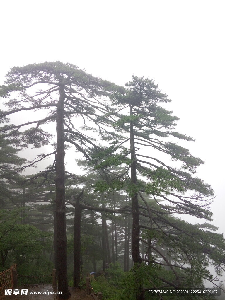 山间挺拔松树景色