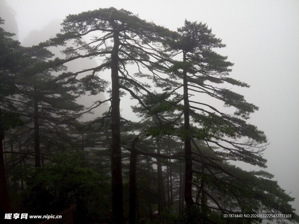 雾中挺拔松树景观