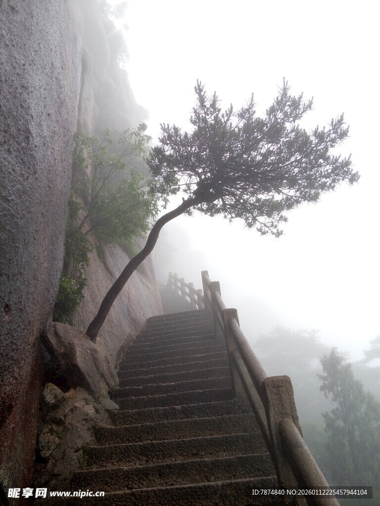 雾中孤树伴石阶