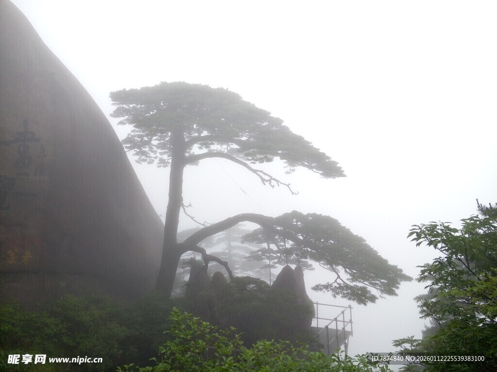 云雾中的挺拔松树