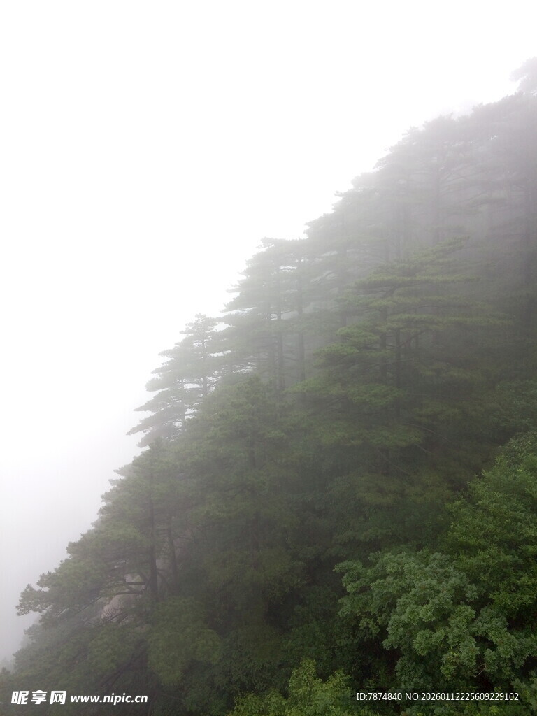 云雾缭绕的葱郁山林