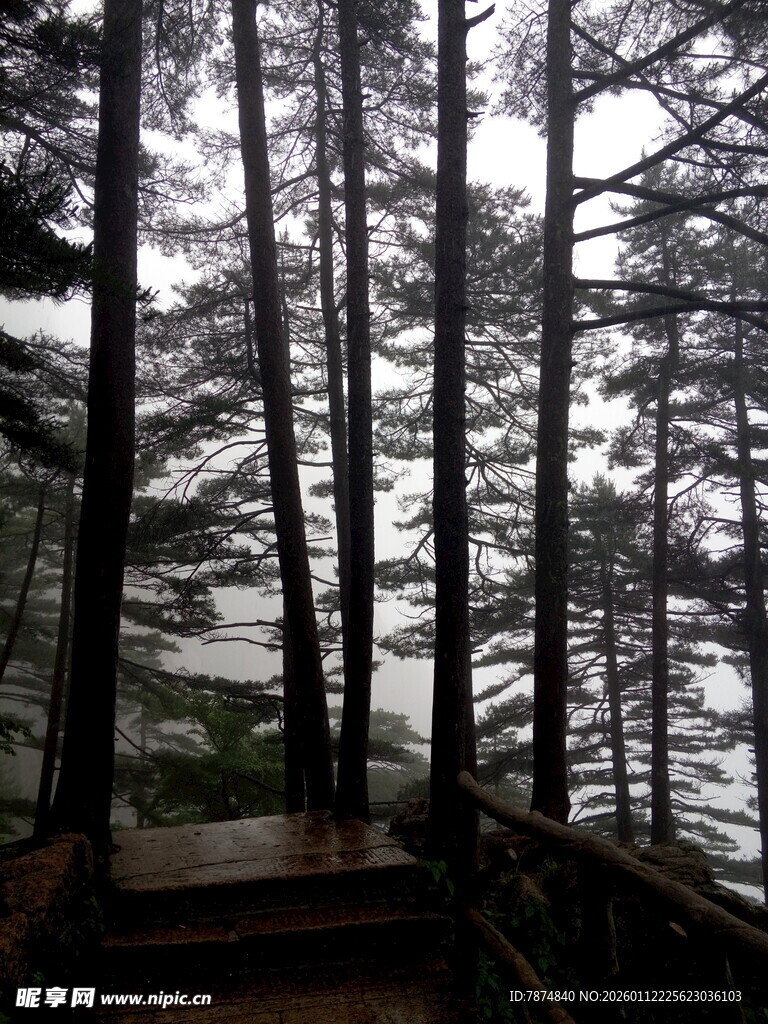 林间木栈道 静谧森林景致