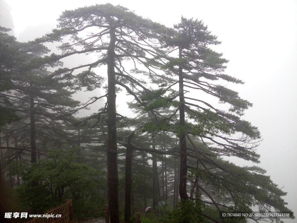 云雾中的挺拔松树
