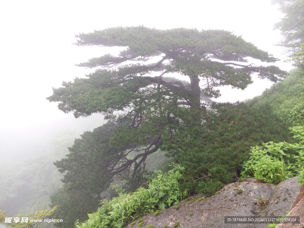 雾中挺立的山间苍松